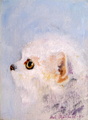 Kiskis 22 x 16